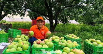 Xoài Khánh Hòa sai trĩu quả, ngọt thanh thơm nức