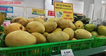 Xoài rẻ hiếm có