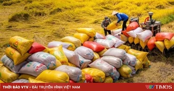 Xuất khẩu 70.000 tấn gạo Việt xanh phát thải thấp