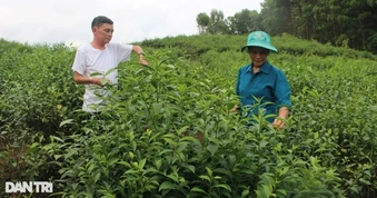 Xuất khẩu chè sang Trung Quốc giảm sâu, thị trường Mỹ lội ngược dòng