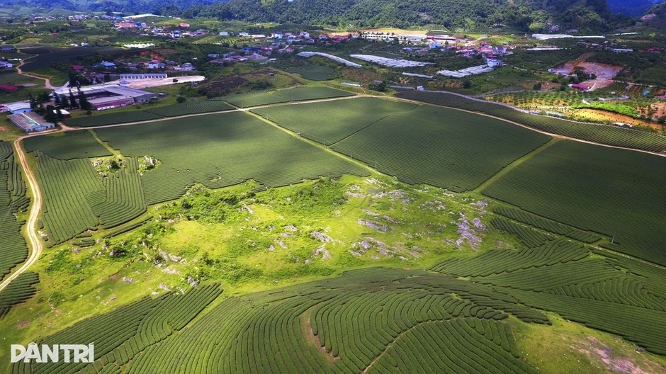 Xuất khẩu chè sang Trung Quốc giảm sâu, thị trường Mỹ lội ngược dòng Xuất khẩu chè sang Trung Quốc giảm sâu, thị trường Mỹ lội ngược dòng
