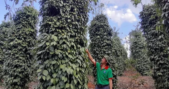 Xuất khẩu hồ tiêu đạt kim ngạch gần 430 triệu USD trong quý 1