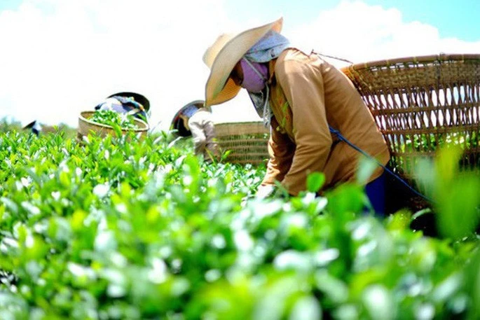 Xuất khẩu nông sản Việt 'ngấm đòn' chiến sự Trung Đông Xuất khẩu nông sản Việt 'ngấm đòn' chiến sự Trung Đông