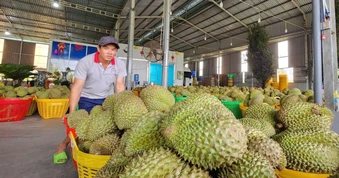 Xuất khẩu rau quả của Việt Nam sang Trung Quốc tăng mạnh