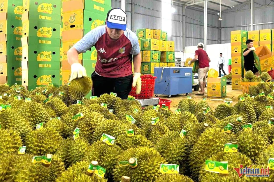Xuất khẩu rau quả sang Trung Quốc: Hết thời bán nhiều là thắng Xuất khẩu rau quả sang Trung Quốc: Hết thời bán nhiều là thắng