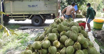 Xuất khẩu sầu riêng tăng bằng lần, giá Musang King giảm nhiệt