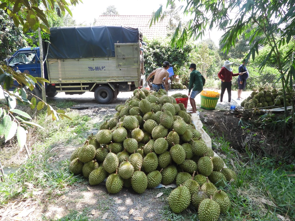 Xuất khẩu sầu riêng tăng bằng lần, giá Musang King giảm nhiệt Xuất khẩu sầu riêng tăng bằng lần, giá Musang King giảm nhiệt