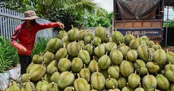 Xuất khẩu sầu riêng tăng mạnh, vì sao giá ngày càng rẻ?