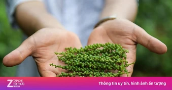 Xuất khẩu 'vàng đen' của Việt Nam: Tăng về lượng nhưng giảm về giá