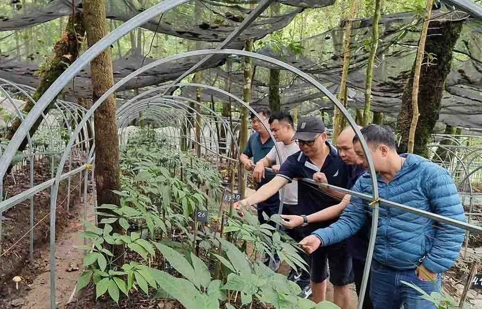 “Sâm Lai Châu không thua kém gì sâm Ngọc Linh” “Sâm Lai Châu không thua kém gì sâm Ngọc Linh”