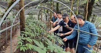 “Sâm Lai Châu không thua kém gì sâm Ngọc Linh”