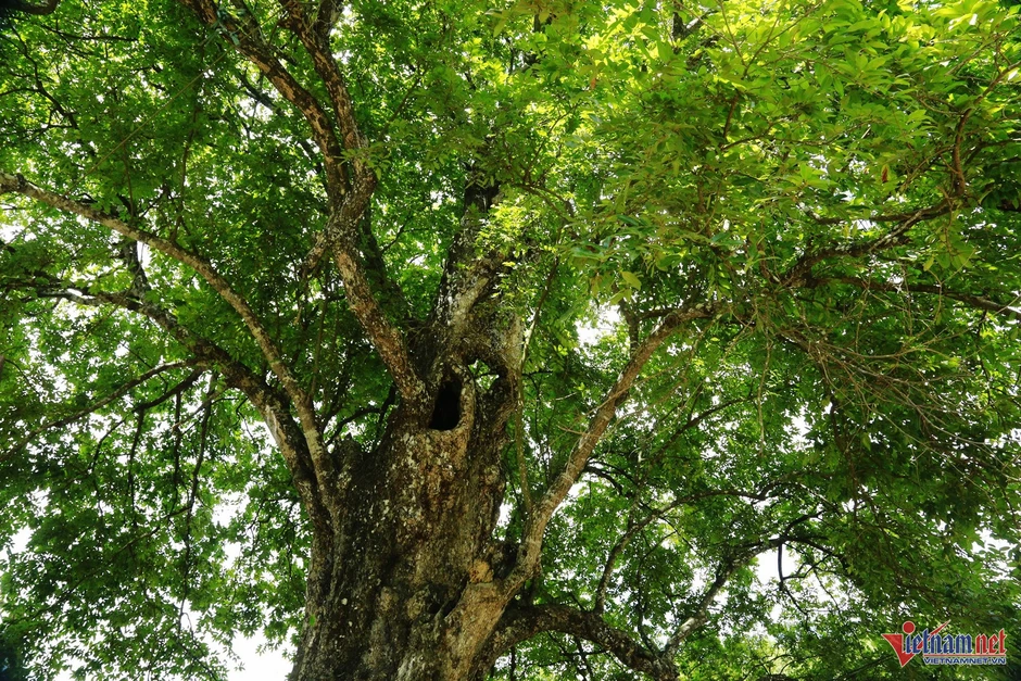 “Thị ông”, “thị bà” cùng mọc trên cây cổ thụ 400 tuổi giữa xứ Mường “Thị ông”, “thị bà” cùng mọc trên cây cổ thụ 400 tuổi giữa xứ Mường