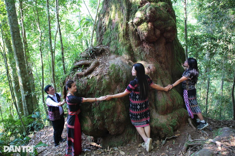 “Vương quốc” của những cổ thụ nghìn tuổi, nơi không ai dám xâm phạm “Vương quốc” của những cổ thụ nghìn tuổi, nơi không ai dám xâm phạm