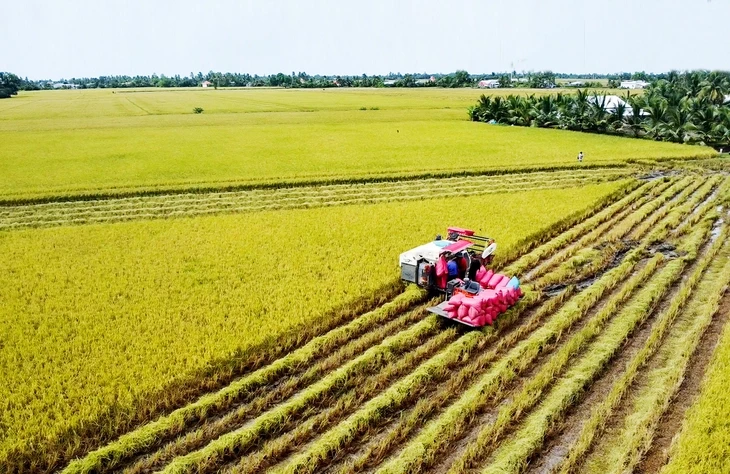 1 triệu ha lúa chất lượng cao: Có lời nhưng nông dân chưa mặn mà, vì sao?
