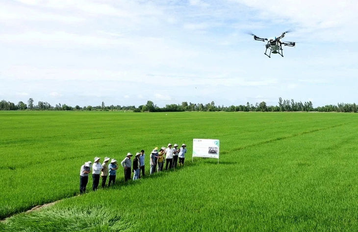1 triệu ha lúa chất lượng cao: Có lời nhưng nông dân chưa mặn mà, vì sao?
