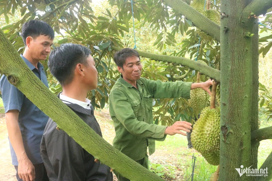 10 năm trước còn đi làm thuê, nay sở hữu vườn sầu riêng thu tiền tỷ mỗi năm 10 năm trước còn đi làm thuê, nay sở hữu vườn sầu riêng thu tiền tỷ mỗi năm