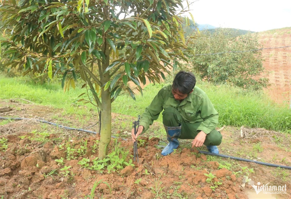 10 năm trước còn đi làm thuê, nay sở hữu vườn sầu riêng thu tiền tỷ mỗi năm 10 năm trước còn đi làm thuê, nay sở hữu vườn sầu riêng thu tiền tỷ mỗi năm