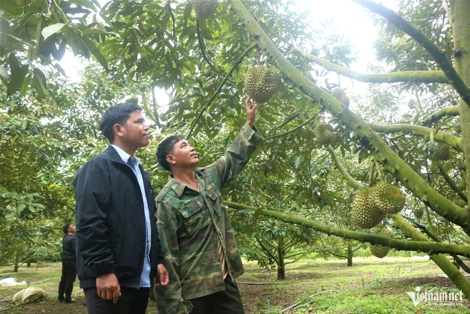 10 năm trước còn đi làm thuê, nay sở hữu vườn sầu riêng thu tiền tỷ mỗi năm 10 năm trước còn đi làm thuê, nay sở hữu vườn sầu riêng thu tiền tỷ mỗi năm