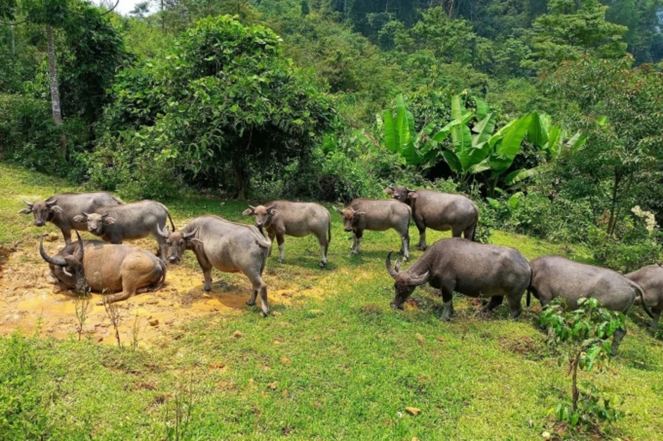11 con trâu chết trong rừng, nghi bị sét đánh 11 con trâu chết trong rừng, nghi bị sét đánh