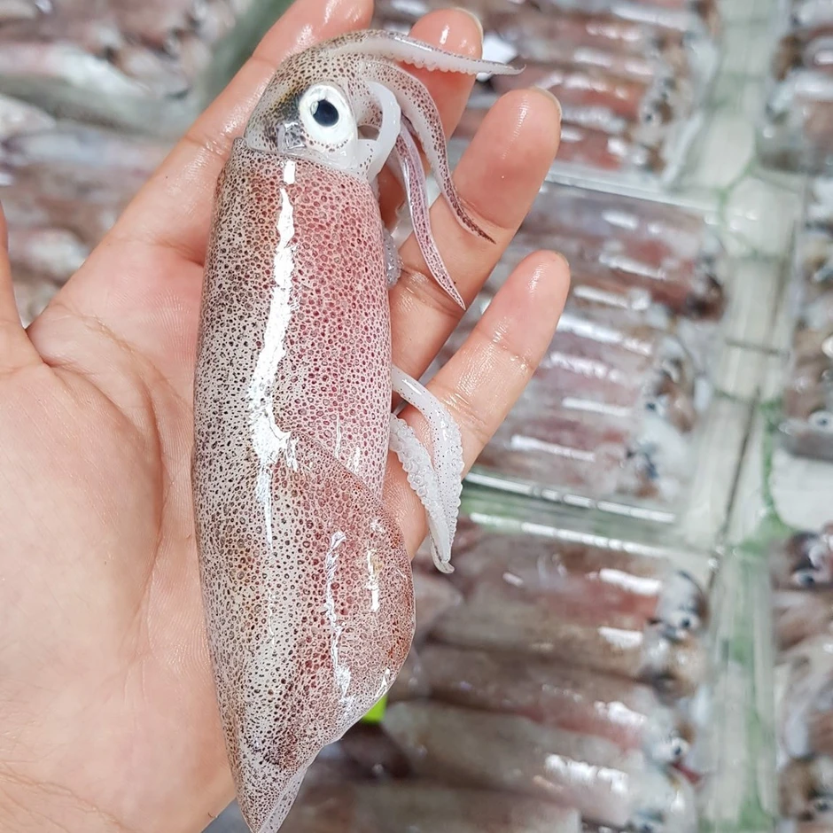 3 cách phân biệt mực tươi và mực đông lạnh, dân sành ăn mới biết 3 cách phân biệt mực tươi và mực đông lạnh, dân sành ăn mới biết