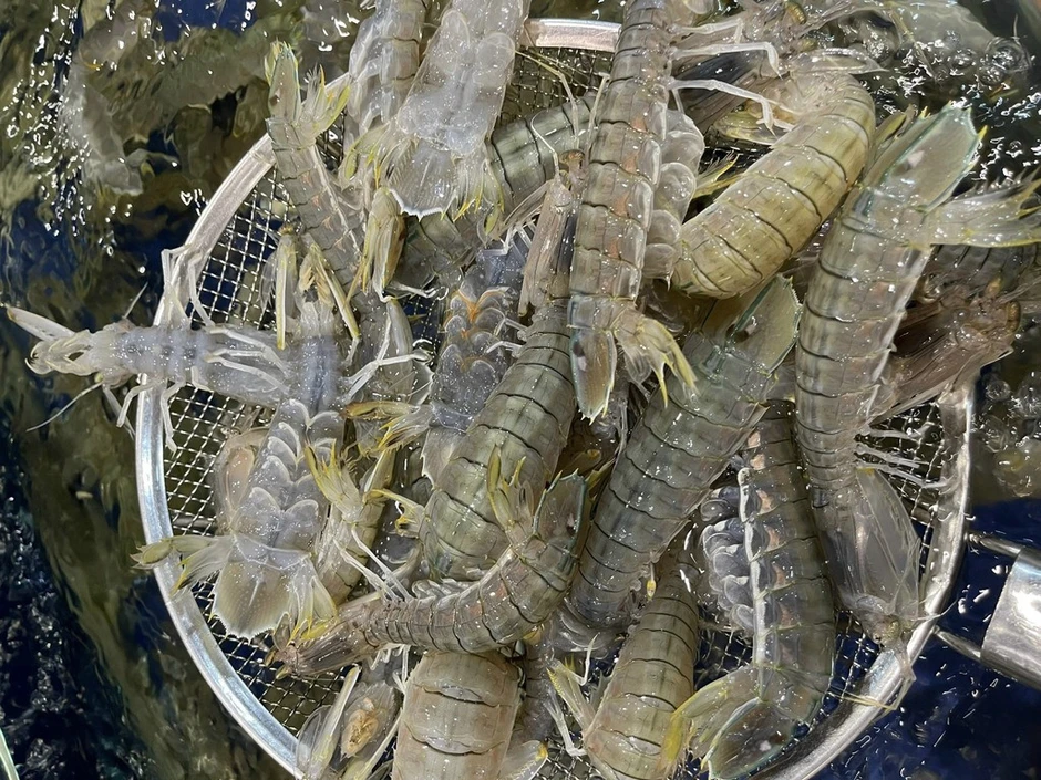 4 chỗ cần xem ngay khi chọn mua bề bề