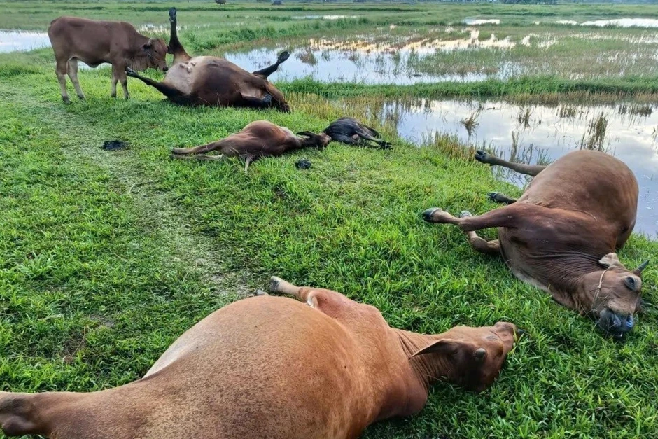 5 con bò chết ngoài đồng nghi bị sét đánh 5 con bò chết ngoài đồng nghi bị sét đánh