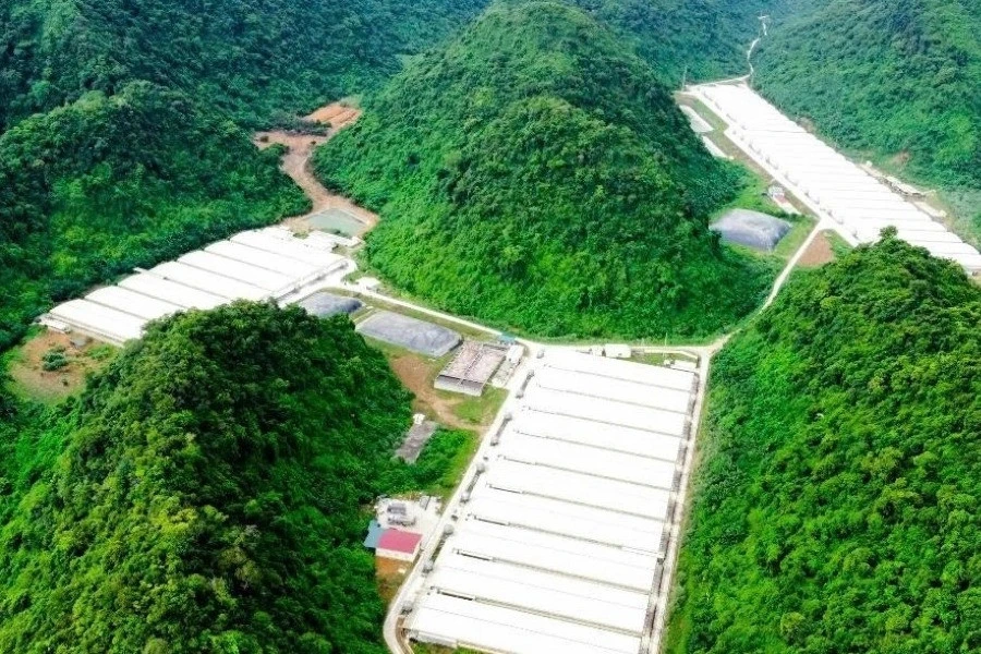 5 người tử vong trong vụ tai nạn tại trang trại lợn ở Thanh Hóa 5 người tử vong trong vụ tai nạn tại trang trại lợn ở Thanh Hóa
