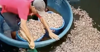 50 . 000 Con tôm chết hàng loạt ở Quảng Trị , vật lạ dưới đáy hồ gây chấn động