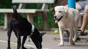 6 người bị đàn chó nghi dại cắn