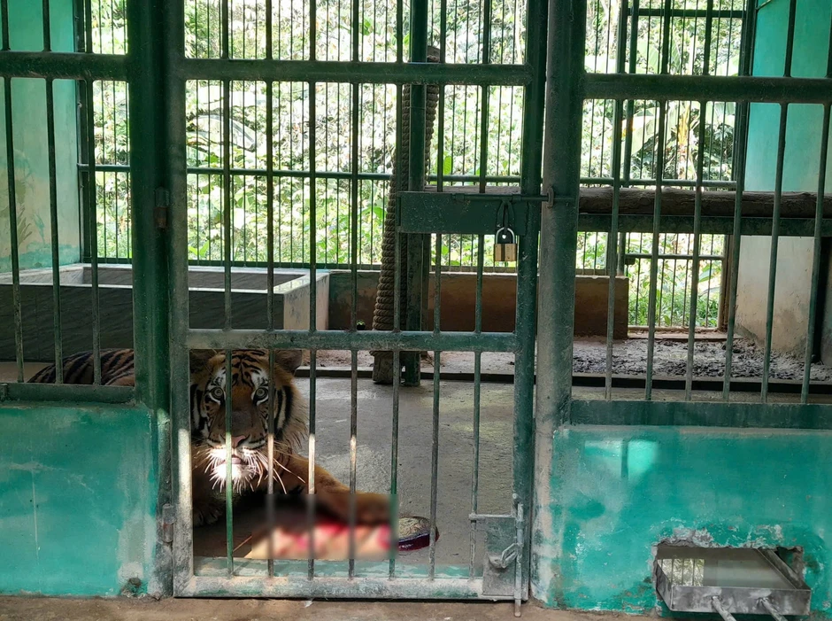 7 chú hổ ôm đá lạnh, ngâm nước tránh nóng