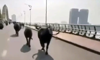 8 con trâu gây náo loạn đường phố Đà Nẵng