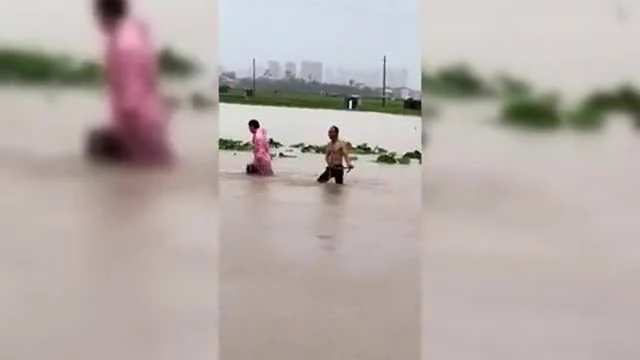 Ba con sư tử bị chết đuối Ba con sư tử bị chết đuối