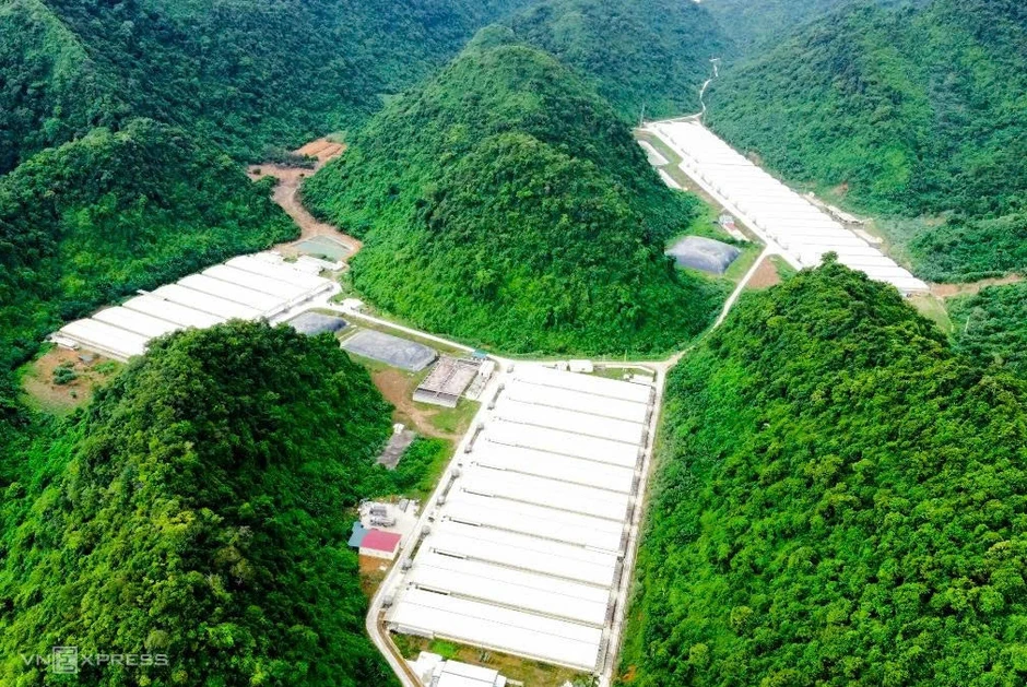 Ba người tử vong do tai nạn trong trang trại chăn nuôi Ba người tử vong do tai nạn trong trang trại chăn nuôi