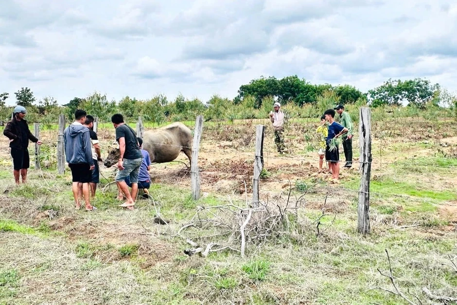 Bắn thuốc mê khống chế trâu 'điên' húc nhiều người ở Đắk Lắk Bắn thuốc mê khống chế trâu 'điên' húc nhiều người ở Đắk Lắk