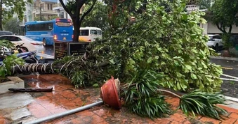 Bão Maysak gây mưa ngập nhiều tuyến phố, cây đổ ở Quảng Ninh trong đêm