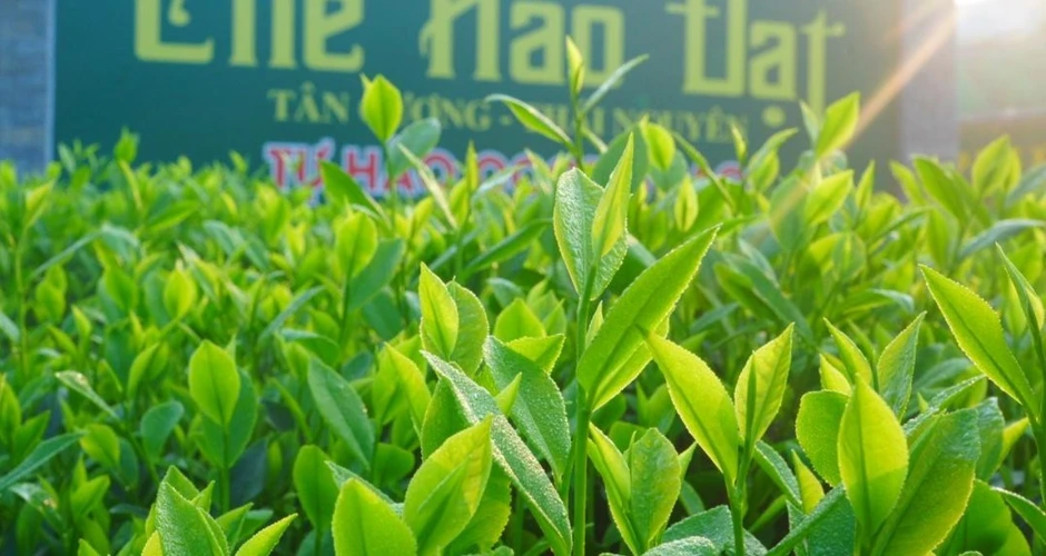 Bạt ngàn đồi chè vùng Tân Cương