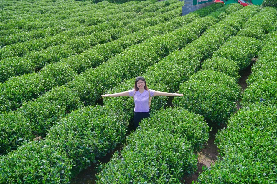 Bạt ngàn đồi chè vùng Tân Cương