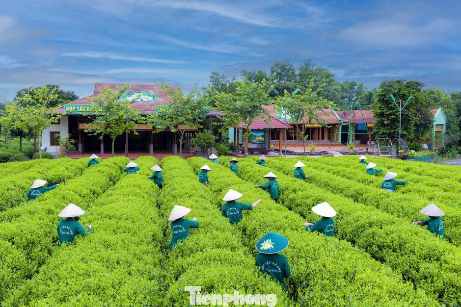 Bạt ngàn đồi chè vùng Tân Cương