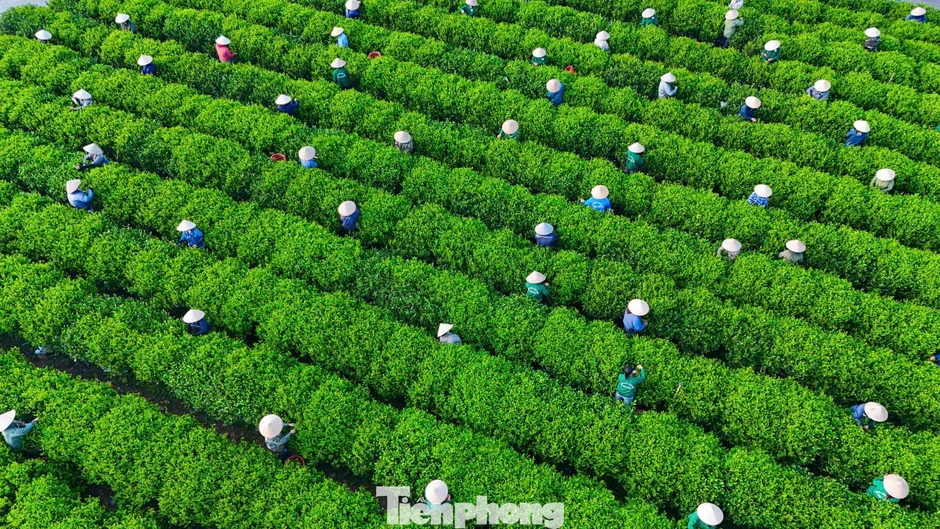 Bạt ngàn đồi chè vùng Tân Cương