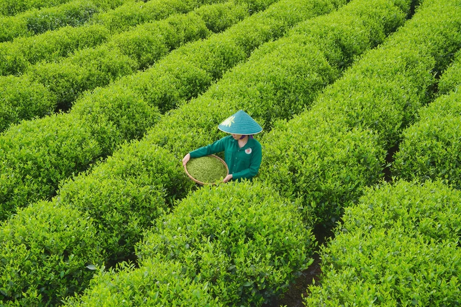 Bạt ngàn đồi chè vùng Tân Cương