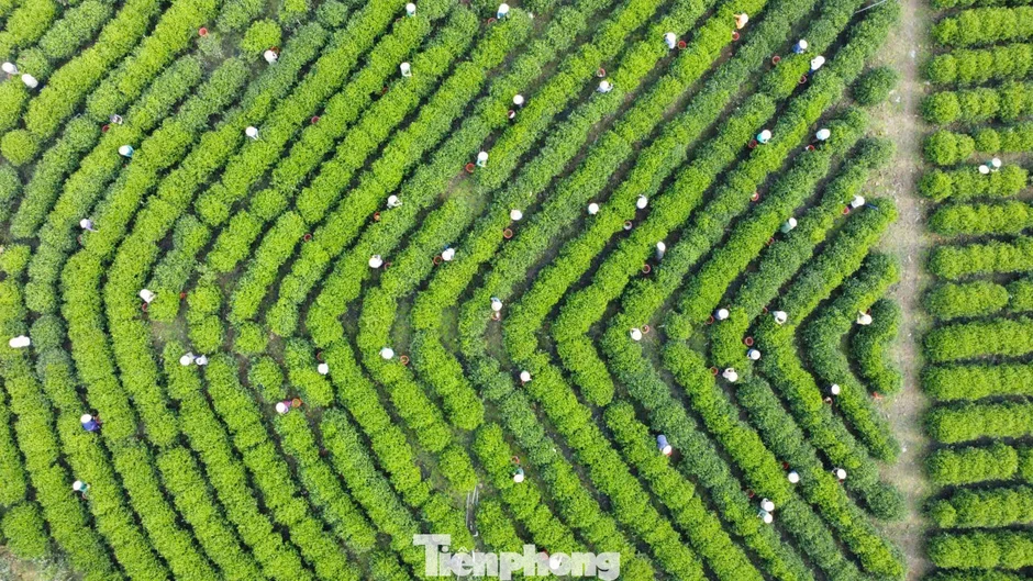 Bạt ngàn đồi chè vùng Tân Cương