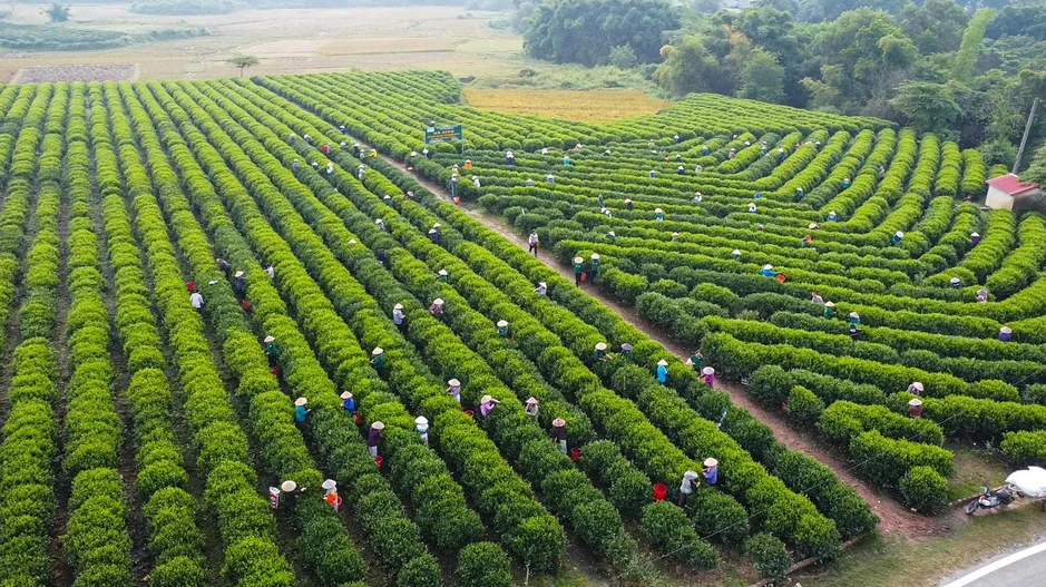 Bạt ngàn đồi chè vùng Tân Cương