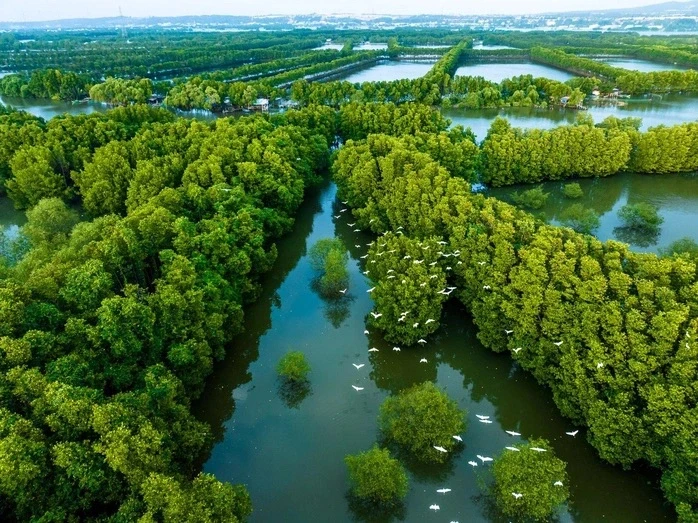 Bất ngờ đàn chim quý hiếm hàng trăm cá thể xuất hiện ở đầm Thị Nại Bất ngờ đàn chim quý hiếm hàng trăm cá thể xuất hiện ở đầm Thị Nại