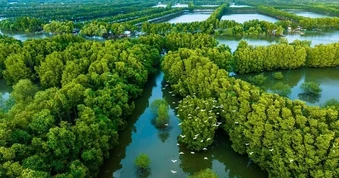 Bất ngờ đàn chim quý hiếm hàng trăm cá thể xuất hiện ở đầm Thị Nại