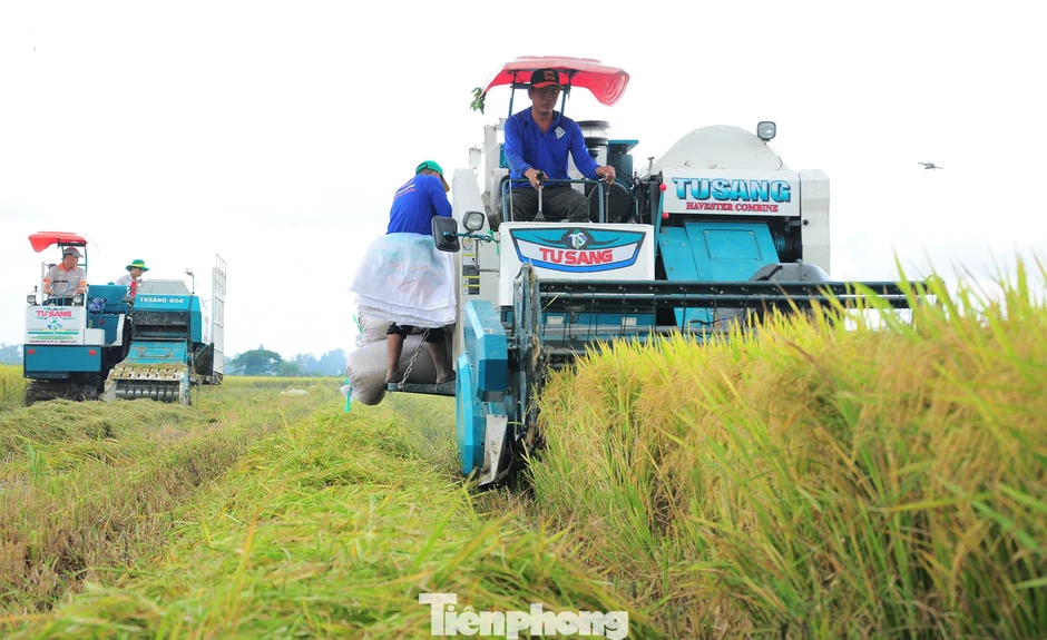 Bất ngờ Đề án 1 triệu ha lúa chất lượng cao, phát thải thấp