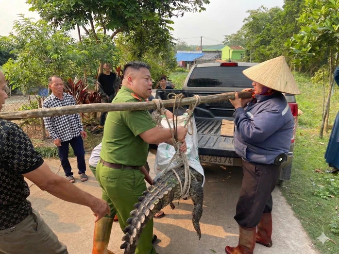 Bất ngờ phát hiện cá sấu nặng 50 kg lạc vào kênh mương nội đồng Bất ngờ phát hiện cá sấu nặng 50 kg lạc vào kênh mương nội đồng