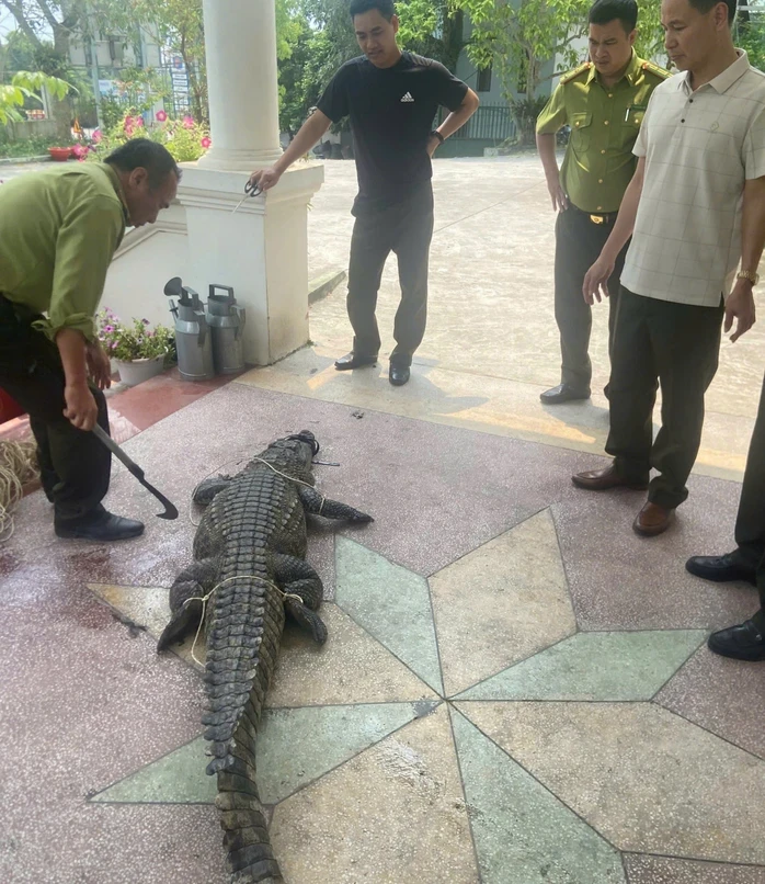 Bất ngờ phát hiện cá sấu nặng 50 kg lạc vào kênh mương nội đồng Bất ngờ phát hiện cá sấu nặng 50 kg lạc vào kênh mương nội đồng