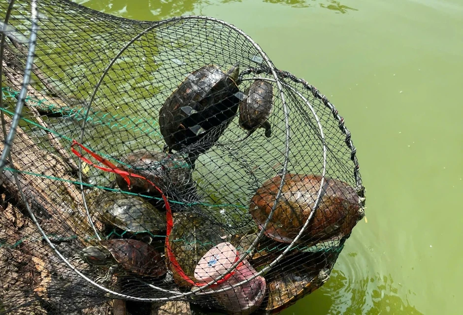 Bẫy rùa tai đỏ ở Hồ Gươm Bẫy rùa tai đỏ ở Hồ Gươm