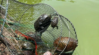 Bẫy rùa tai đỏ ở Hồ Gươm