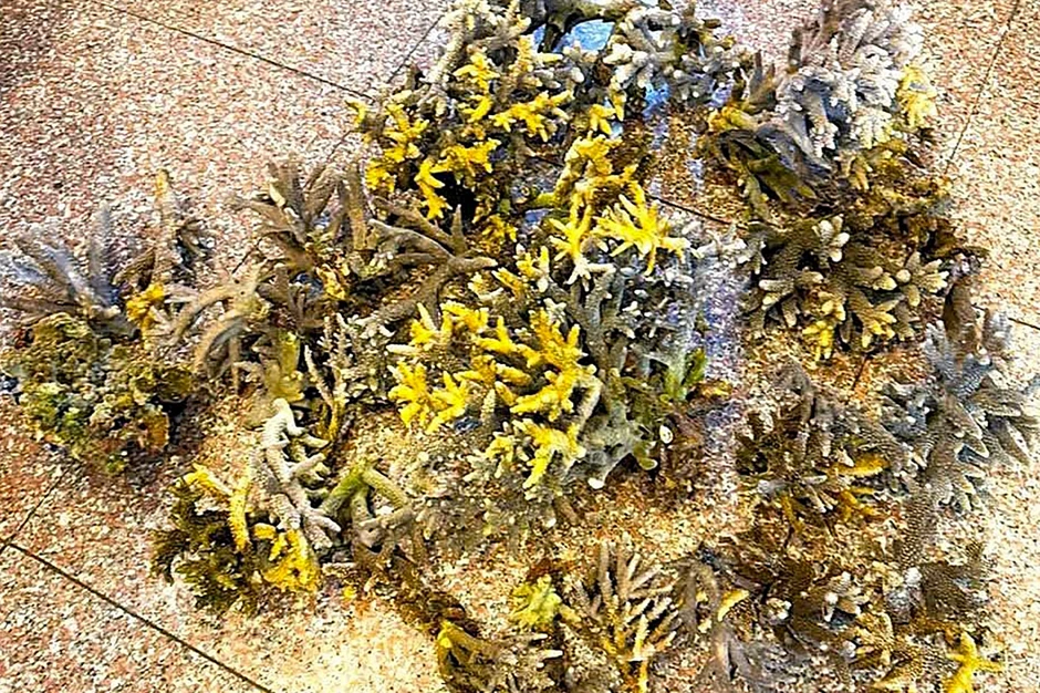 Bẻ hơn 10kg san hô ở biển Nha Trang, hai du khách bị phạt 50 triệu đồng